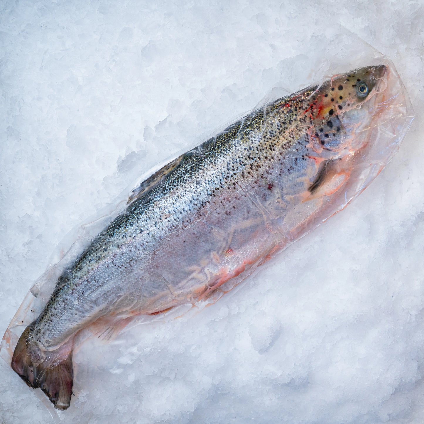 Losos celý 3-4 kg