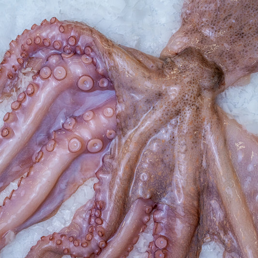 Octopus