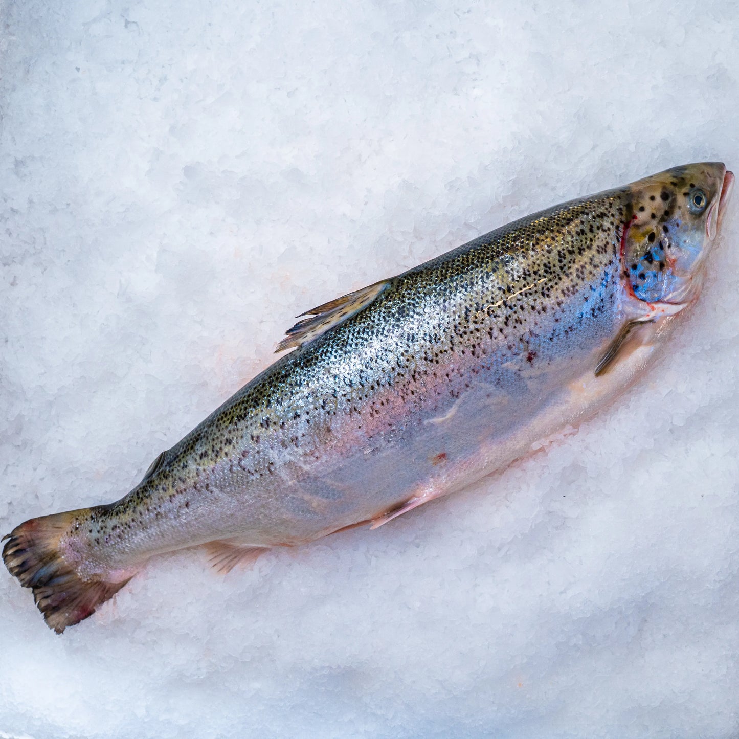 Losos celý 3-4 kg