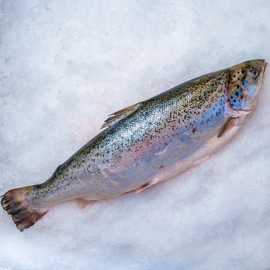 Losos celý 3-4 kg