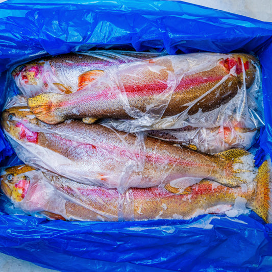 Trout, frozen, 10-12 kg box