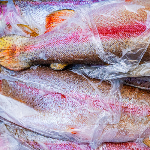 Trout, frozen, 10-12 kg box