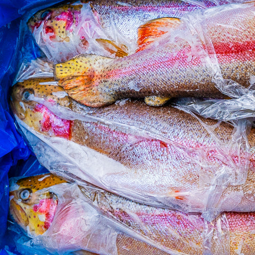 Trout, frozen, 10-12 kg box