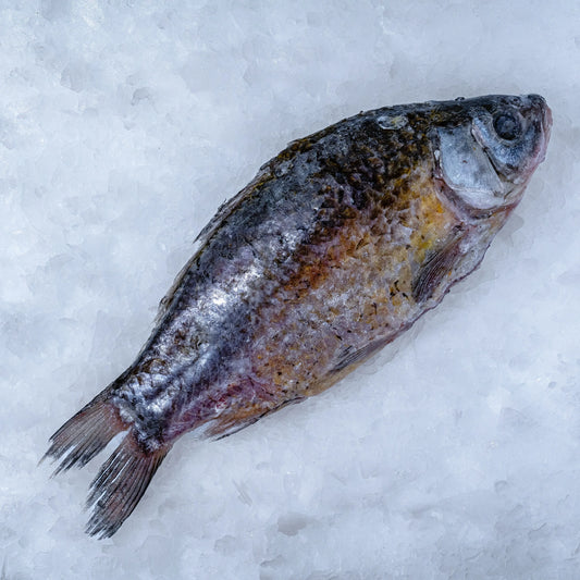 Crucian carp