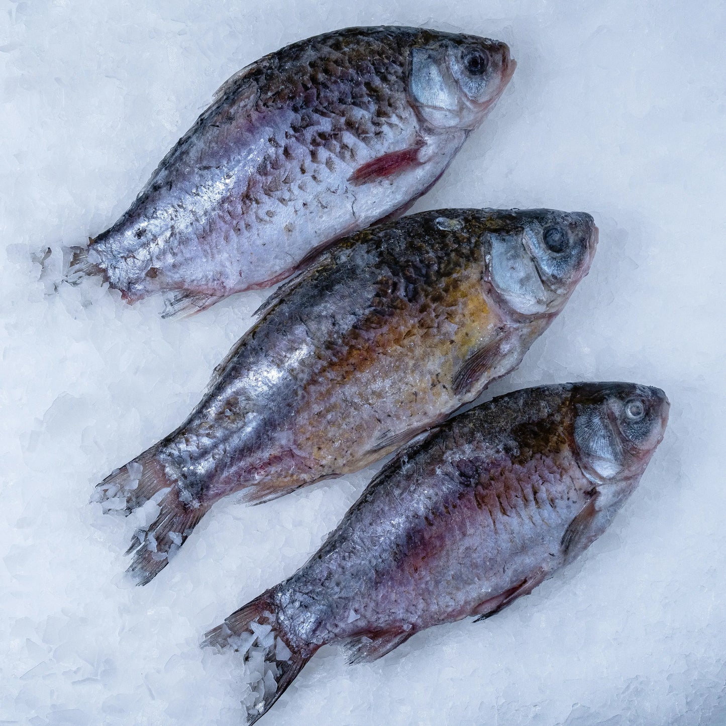 Crucian carp