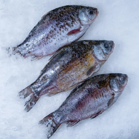 Crucian carp